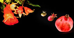 Obstdeluxe - Obstboxen als Geschenkidee online bestellen - Logo